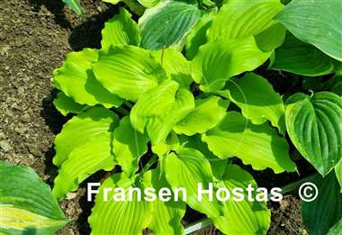 Hosta Seven Year Itch